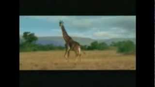 animal fail compilation |November 2012