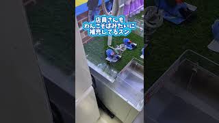 静岡でスンスン狩りだ#ゲームセンター #クレーンゲーム #ufoキャッチャー #静岡 #パペットスンスン