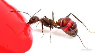 Ants Drinking Red Liquid Candy Timelapse