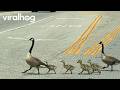 Baby Geese Cross the Road Between Mom and Dad || ViralHog