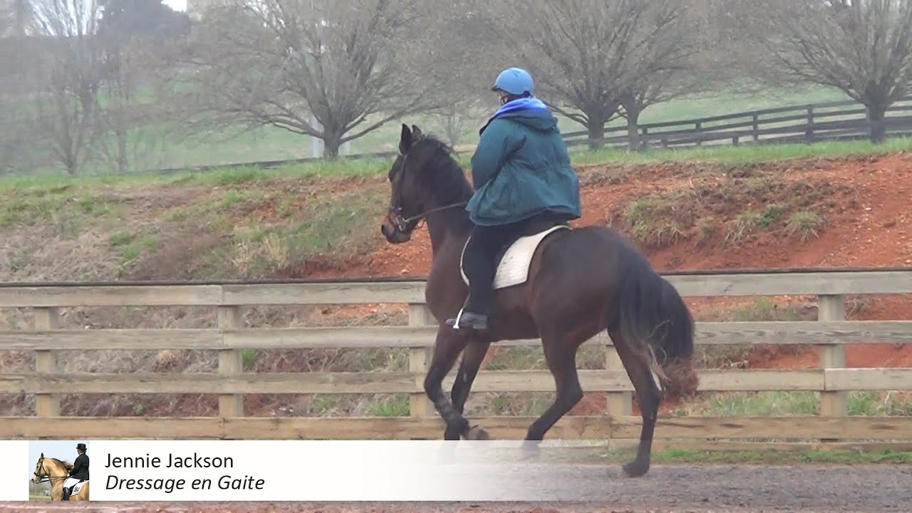 Cantering the gaited horse YouTube