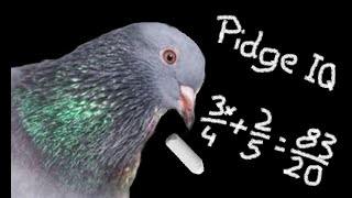Pigeons are intelligent