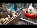 Natural hatching of two broody hen    step by step procedure