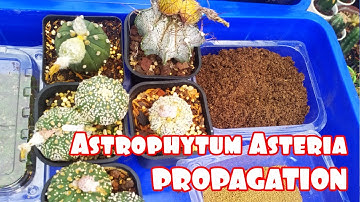How to grow Astrophytum Asteries cactus from seeds - Hướng dẫn tách và gieo hạt xương rồng