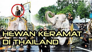 Ternyata Ini Alasan Gajah Putih Dikeramatkan di Negara Thailand!