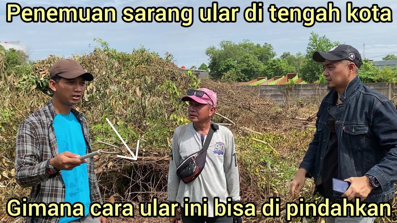 PENEMUAN SARANG ULAR DI TENGAH KOTA INI YANG BIKIN RES4H WARGA