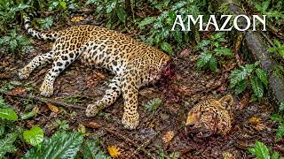 WILD AMAZON | The Moment When The Predator Decides The Death Of Its Prey | Animal Documentary