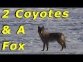 Now weve got 2 coyotes  a fox to deal with 94 wintering ducks  geese