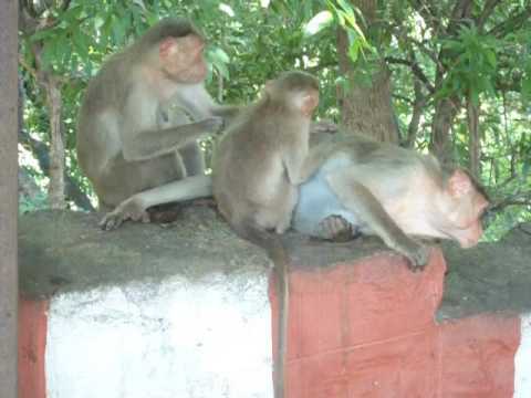 Image result for monkeys in sholingur temple