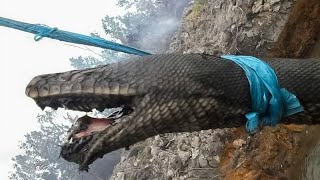 งูยักษ์ยาว 10 เมตรถูกไฟคลอกกลางป่าในอินโดนิเซีย