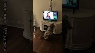 Talking Dog 💜's Playing her Video Game -  200+ Talking Dog Videos on My Channel #talkingdogs #dogmom screenshot 1