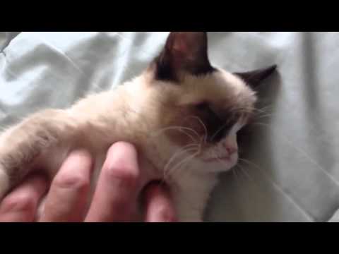 ესეც მსოფლიო მასშტაბით პოპულარული \"გრამფი\" კატა