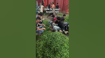 How to Export Green chili Step by Step Process, Import Export Business.
