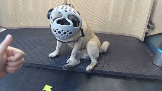 Why I Use This Style of Dog Muzzle with Short Nose Dogs