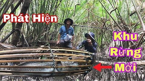 Vẫn Còn Nhiều Cá Thòi Lòi To Trong Khu Rừng || Đặt Cá Thòi Lòi Khu Rừng Mới || @đoàn 39 Vlog