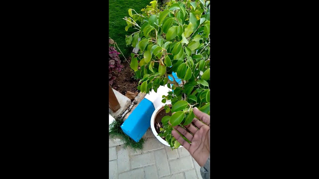 Ficus Bonsai Care Watering Pruning Cutting And Growing 
