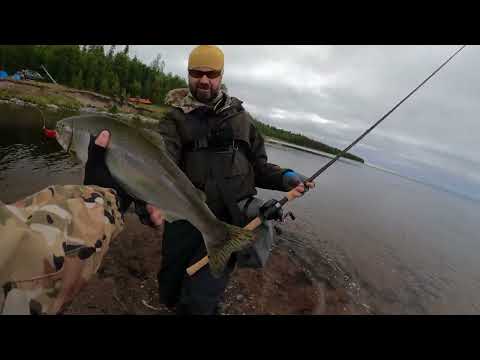 Рыбалка на Кольском полуострове. Горбуша на Кольском 2023. #fishing #nature #travel