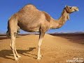 اصوات الحيوانات رغاء الجمل قناة طيور الجنة الفضائية
