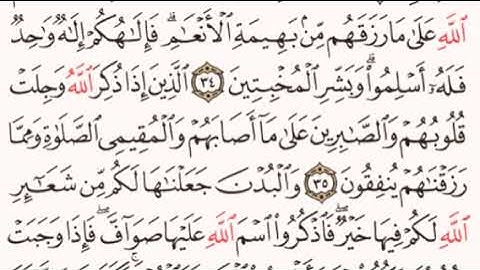 الصفحة رقم 336 الشيخ ماهر المعيقلي - القرآن الكريم - Quran