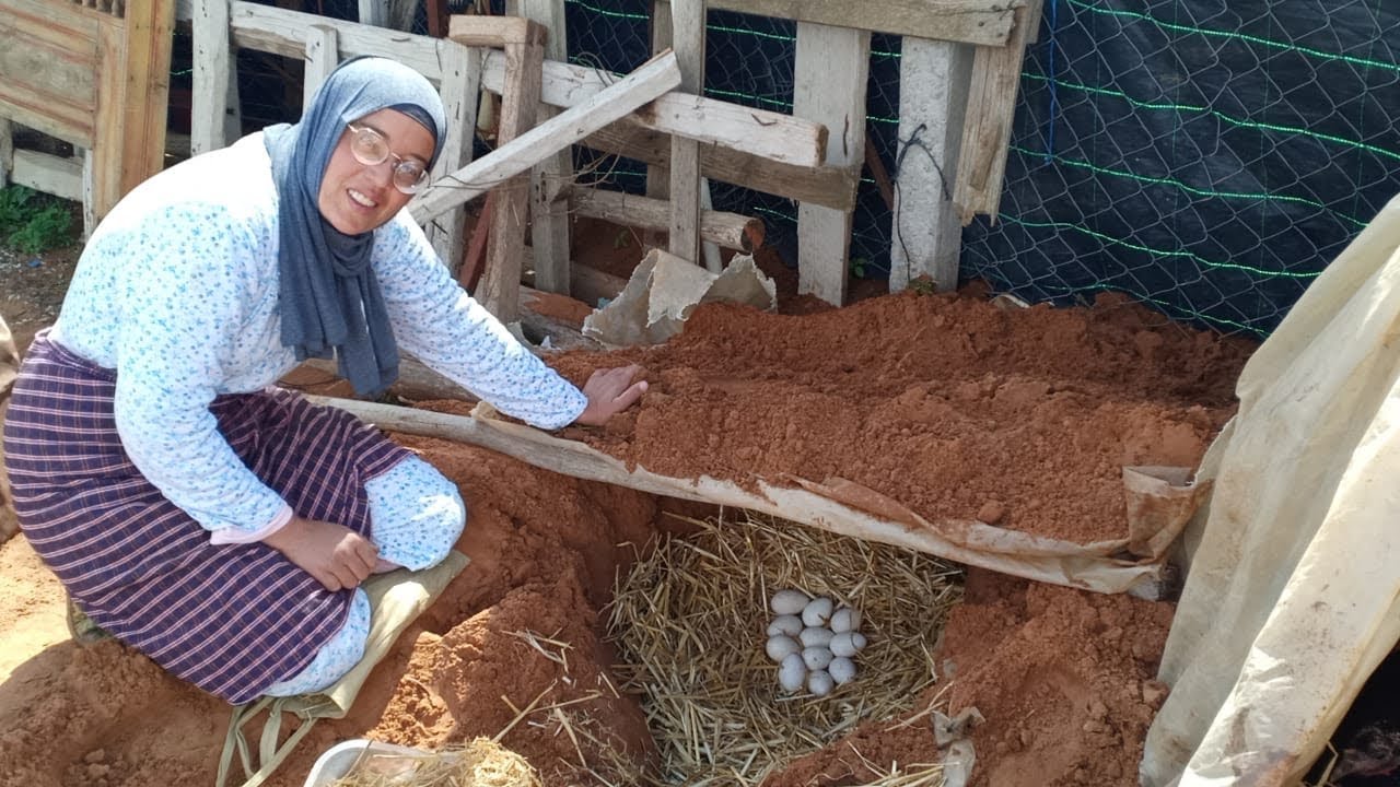 ترقيد الدجاج البلدي على بيض بيبي واش غايخرج ولا لا وشكون غايصاوب نغورة مكادة تحدي بين سميرة وجمعة