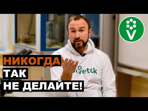 Видео: 5 Смешные мифы о собаках-спасателях