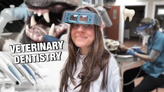 VETERINARY DENTISTRY VLOG: first work trip as a veterinarian! 🦷