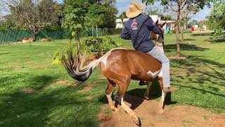 Como domar ou amansar seu cavalo sem estresse ou maus tratos