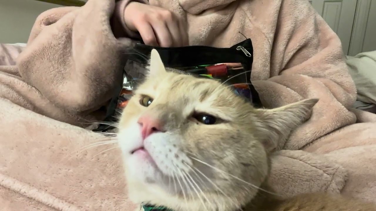 Random Tingles with Special Guest (my cat)