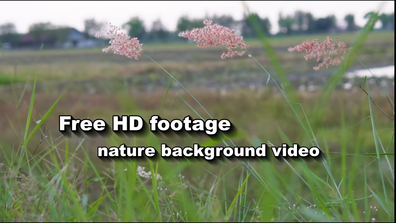 HD weed footage for video background