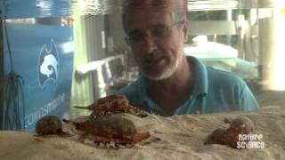 How killer cone snails kill