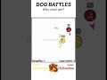 Dog Battles - Golden Retriever VS Chihuahua #asmr #dog #dogs #goldenretriever  #chihuahua