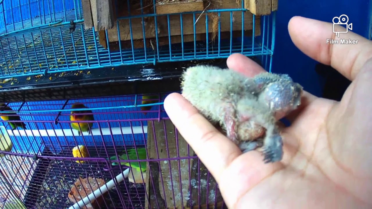 Mengecek anakan lovebird 