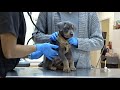 BLUE DOBERMAN'S FIRST TIME AT THE VET | CUTE DOG VIDEOS