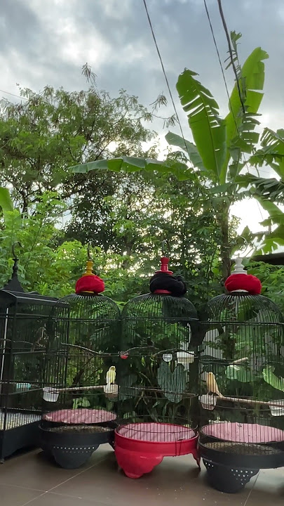 Tidak ada panas #kicaumania #mangkicauoffecial #masteranjernih #birds #burung #burungkicaudialamliar