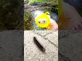 Bug Insect Names | Kids Learn at the Stream: Butterfly Rhino Beetle Caterpillar Praying Mantis