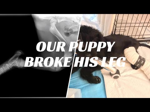 Video: Sarežģīti lūzumi suņiem: brūču kāju ārstēšana un vairāk