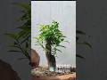 তারা ফুল গাছের বনসাই