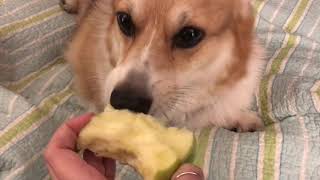 Moony likes apples