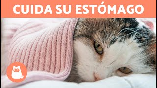 Home remedies for stomach pain in cats 🐱✅