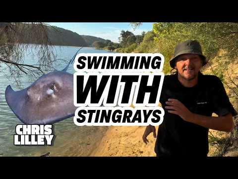 Swimming With Stingrays