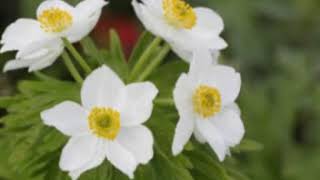 Sibel Can Kader Bağladı Bizi Resimi