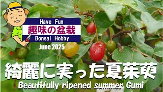 Have Fun 趣味の盆栽 綺麗に実った夏茱萸 - YouTube