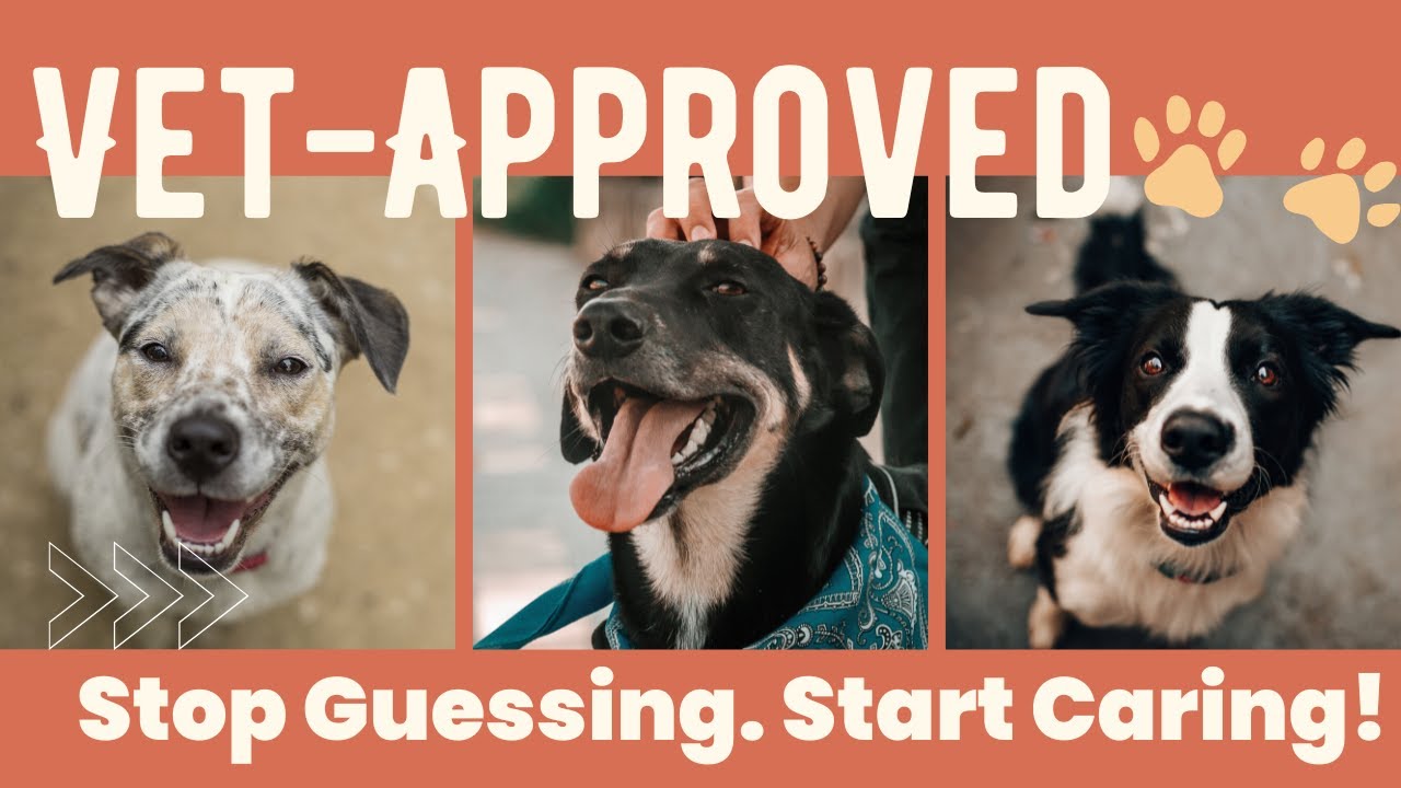 Ежедневный уход за собакой 🐶 | Здоровые привычки, одобренные ветеринарами, для счастливого и восп...