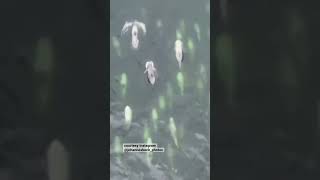 Drone footage captured dozens of #dolphins swimming and making a splash off the coast of Chile