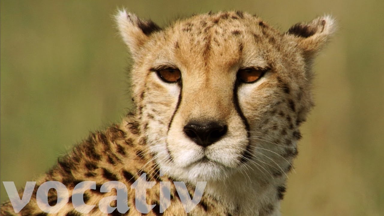 Human Activity Forces Cheetahs To Brink Of Extinction - YouTube