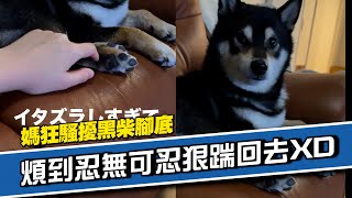 黑柴狂被媽搔腳底　煩到忍不可忍狠踹反擊💢｜寵物動物｜柴犬｜精選影片