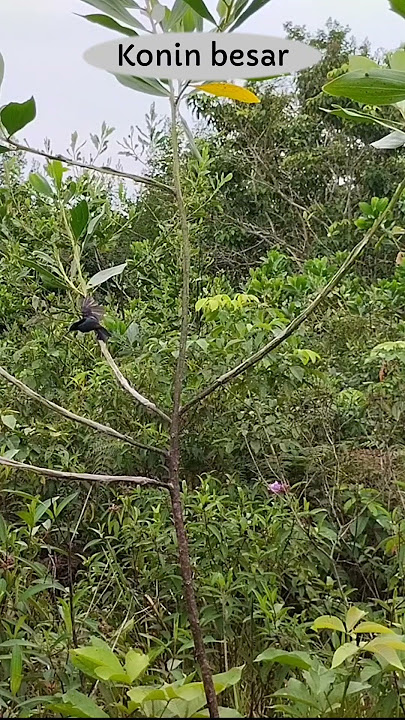 Mikat burung kecil dapat burung ini,mantap