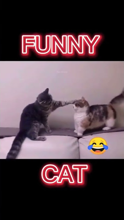 KUCING PERANG DUNIA PART II KOCAK LUCU WKWK!!