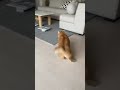 マンチカンとアメリカンショートヘアと柴犬が並んで出窓から外を眺めていると雷がなって・・・ #面白動物 #猫おもしろ #猫大好き