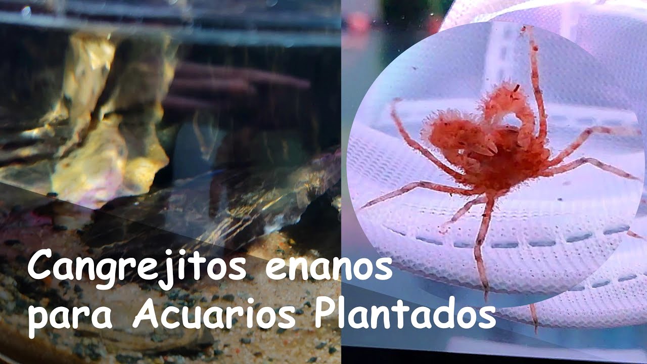 Cangrejitos Enanos para Acuarios de Agua Dulce - Limnopilos naiyanetri - Mini Video Ficha